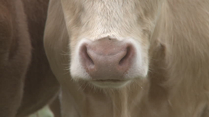 close up of a cows nose
