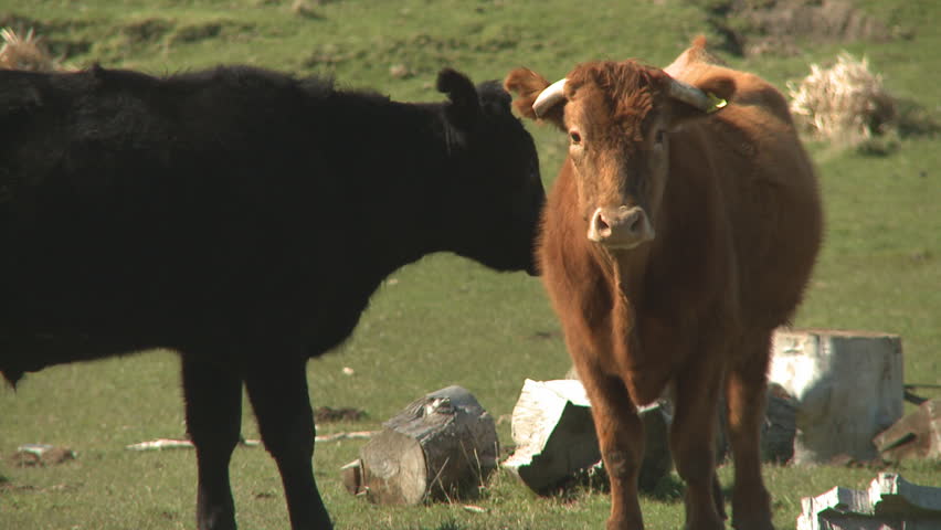 Two cattle on a farm