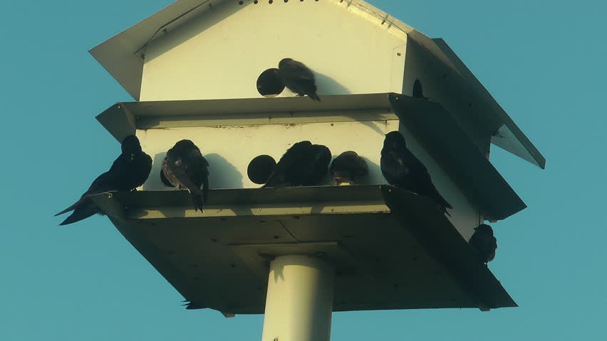 Martin house hotel filled with purple martins and blue sky background