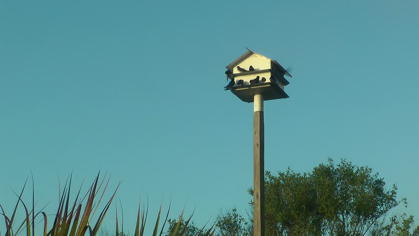 Martin house hotel filled with purple martins and blue sky background