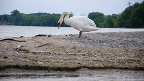 Walking Swan