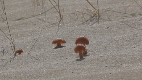 Unusual banality. Cute little mushrooms on marine dune among solid sand and quicksand. Dune on site of former forest. North Europe
