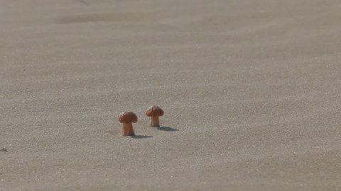 Unusual banality, Cute little mushrooms on marine dune among solid sand.