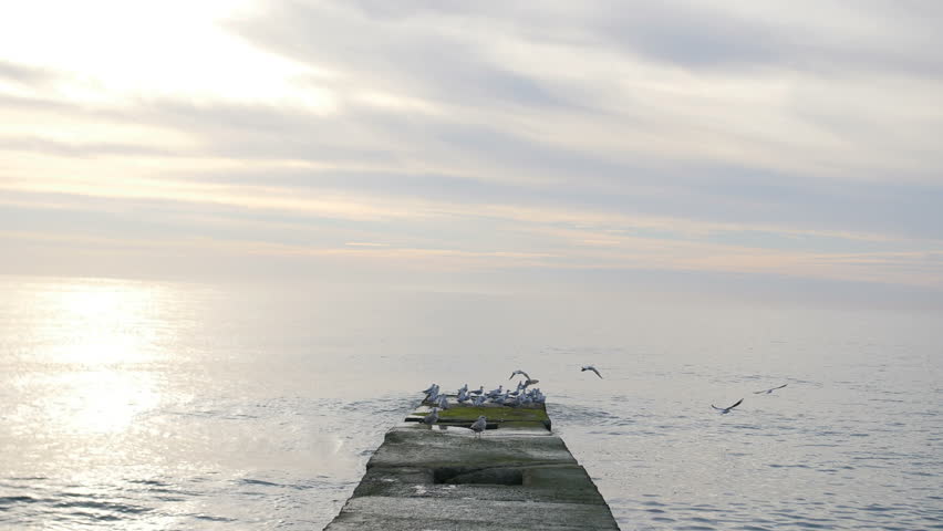 Flock of seagulls sitting and fly away from the pier at the sea