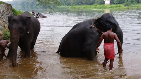 Kodanadu, INDIA - NOV 20: : Daily elephants bath at Kodanadu Periyar elephant camp on November 20, 2016 in Kodanadu, Kerala,India.. Mahouts bathe and clean the elephants in the the river.
