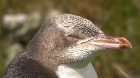 Portrait of Yellow-eyed Penguin at the Ross sea