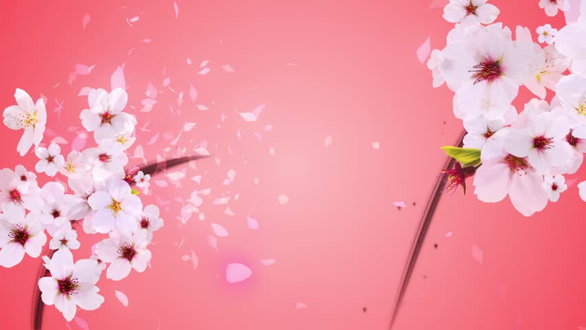 Pink Background Cherry Blossom gambar ke 16