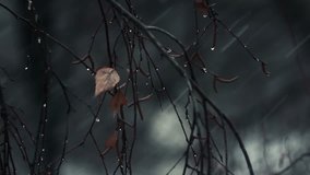 Bad autumn weather. Birch branches closeup. Two clips in one, HD.