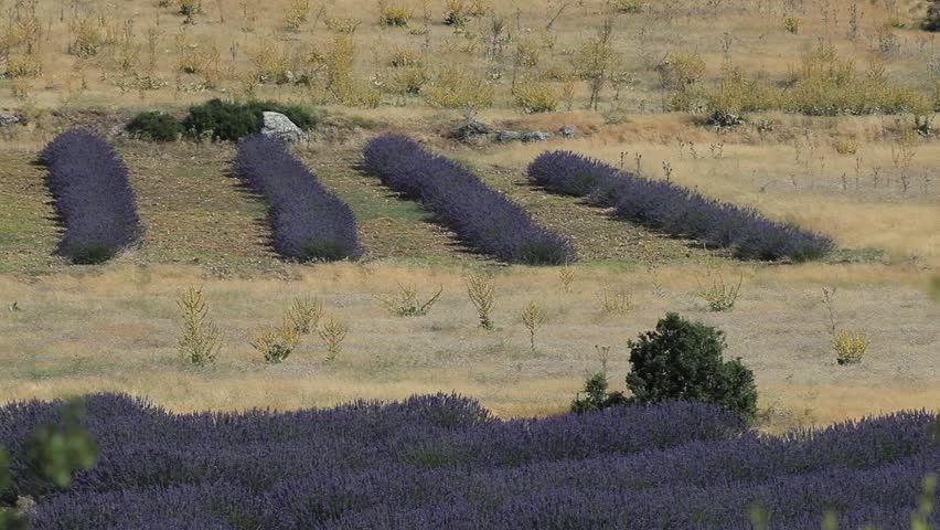 Avenues of grass separate the rows of lavender which stretch as far as the eye can see. 
Anatolian lavender garden