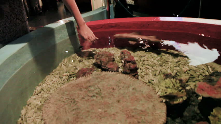 The small-spotted catshark (Scyliorhinus canicula), also known as the lesser-spotted dogfish, Rough-hound, or Morgay.