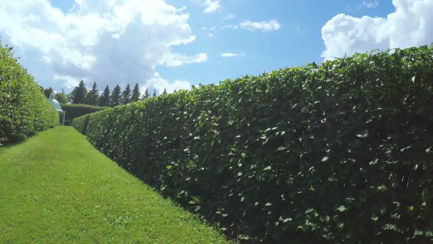 Camera on steadicam on vegetable maze