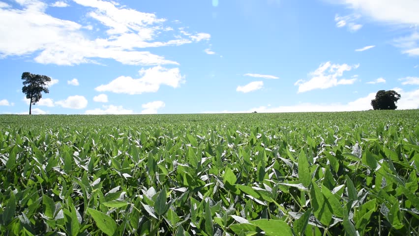 Field beans