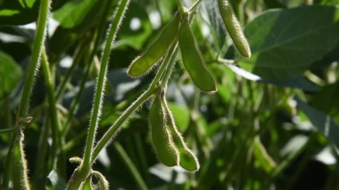 soybean plant close up