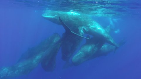 A pod of sperm whale calves and juveniles socializing at the surface in clear blue waters off the north western coast of Mauritius.