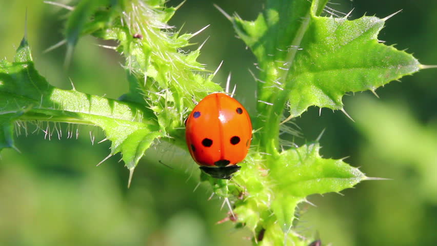 ladybug on green grass macro