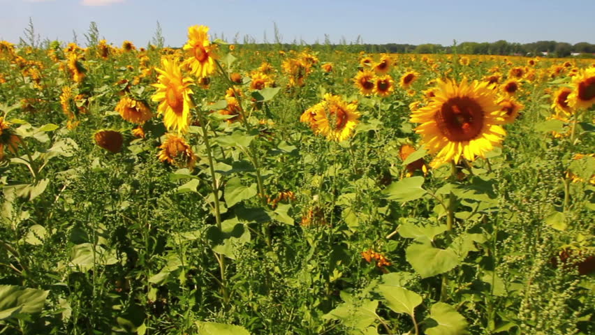 walking through sunflowers field