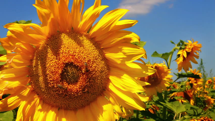 bee pollination on sunflower