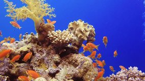 Beautiful Underwater Colorful Corals and Fishes. Picture of a wonderful and beautiful underwater colorful fishes and corals in the tropical reef of the Red Sea, Dahab, Egypt.