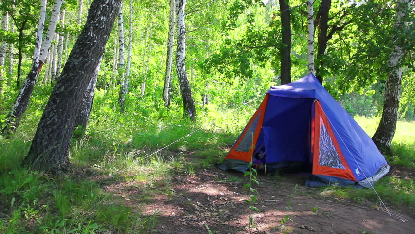 camping tent in summer birch forest