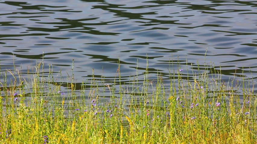 water ripple on pond and grass