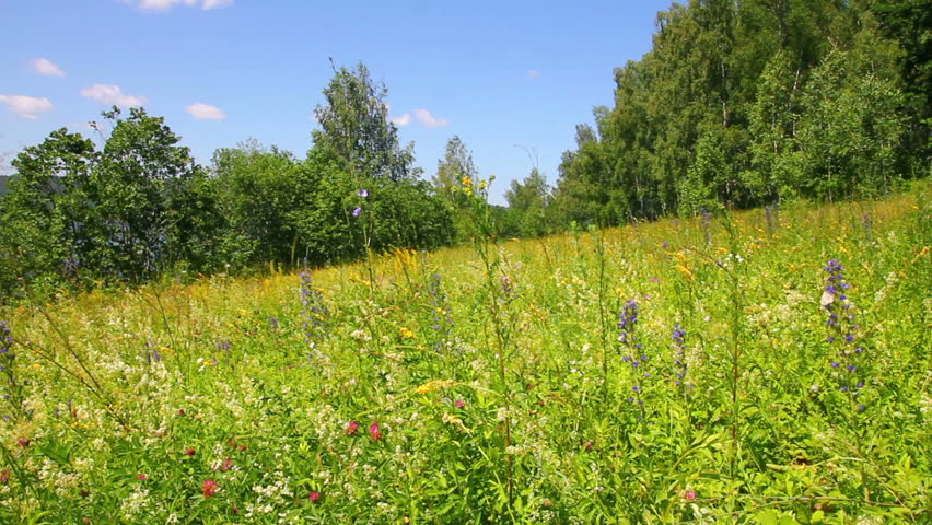 landscape with summer meadow and butterflies