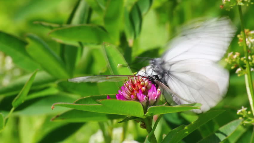 white butterflies copulate on flower - aporia crataegi