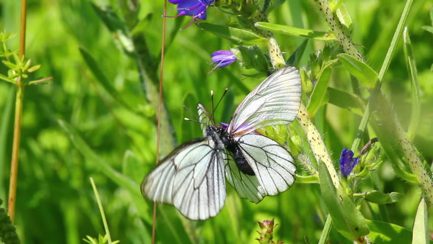 white butterflies copulate on flower - aporia crataegi