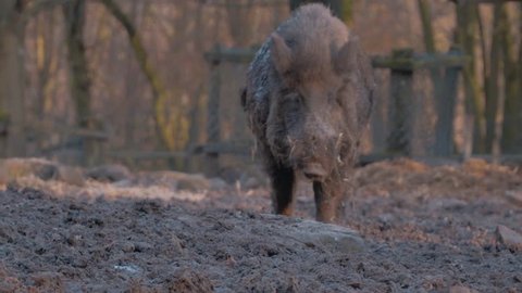 Wild boar in the dirt