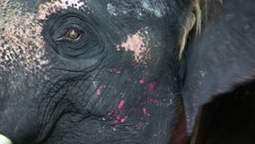 Closeup view of asian elephant head slowmo video with eye wink