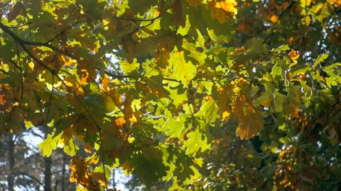 4K footage of sun shining through oak leaves on branch at autumn forest
