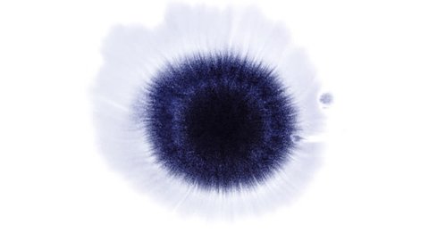 Beautiful watercolor ink drops on white paper, paint bleed Bloom, with black circle organic flow expanding, splatter spreading on clear background. Perfect for motion graphics, digital composition