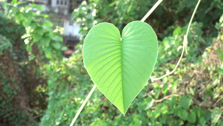 4k Beautiful Heart-shaped Leaves. Stock Footage Video (100% Royalty