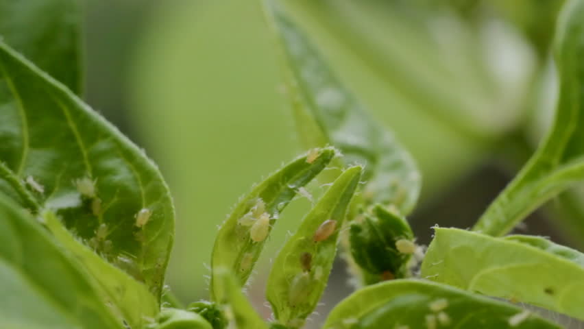 Aphids on Chilli Pepper Plant