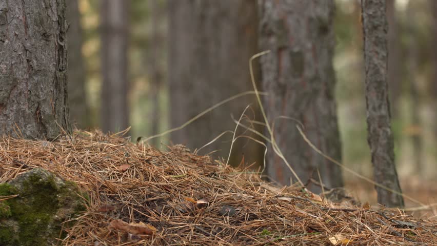 Listen the sounds of the forest. Young beautiful girl leaned his ear to the ground and listen to the forest. Slow motion.