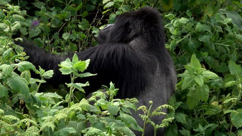 Mountain Gorilla, Sabyinyo Family, Rwanda, Silverback Guhonda