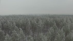 Winter forest, gloomy day.Helicopter drone footage. D-Log Flat Video For Editing