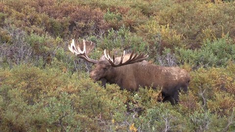 Alaska-Yukon Bull Moose in Velvet in Denali National Park