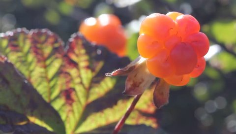 Cloudberry in the mountains. Urals, July. Macro2.