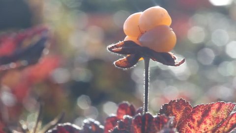 Cloudberry in the mountains. Urals, July. Bokeh.