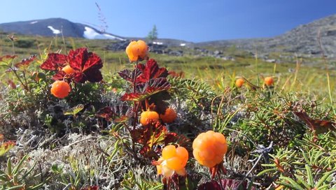 Cloudberry in the mountains. Urals, July. Landscape2.