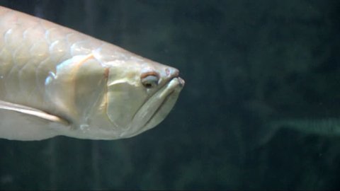 Silver arowana swim in an aquarium 