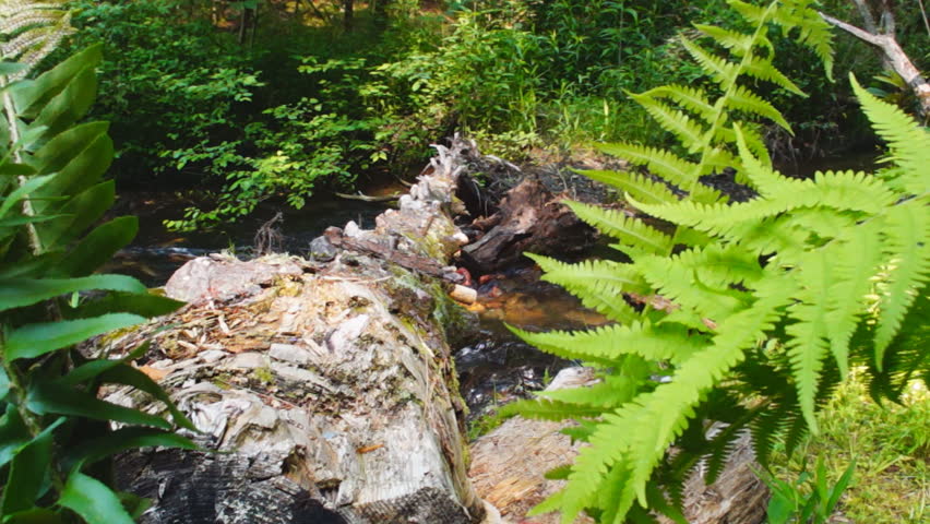 Fallen log over appalachian mountain stream