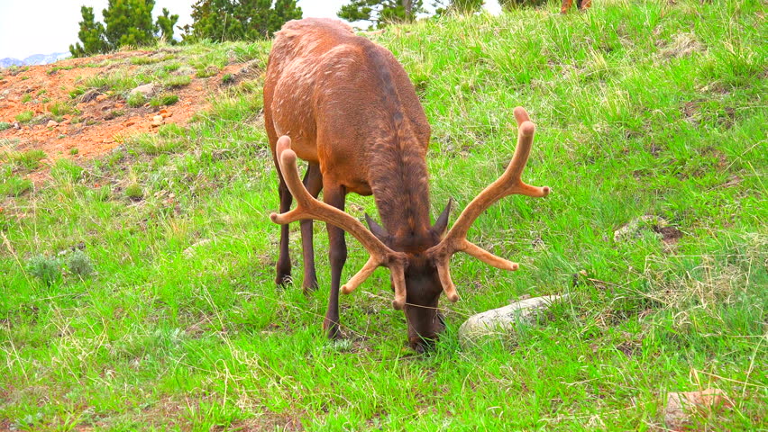 Yellowstone National Park. Wyoming. Deer Wildlife. Animals. USA.