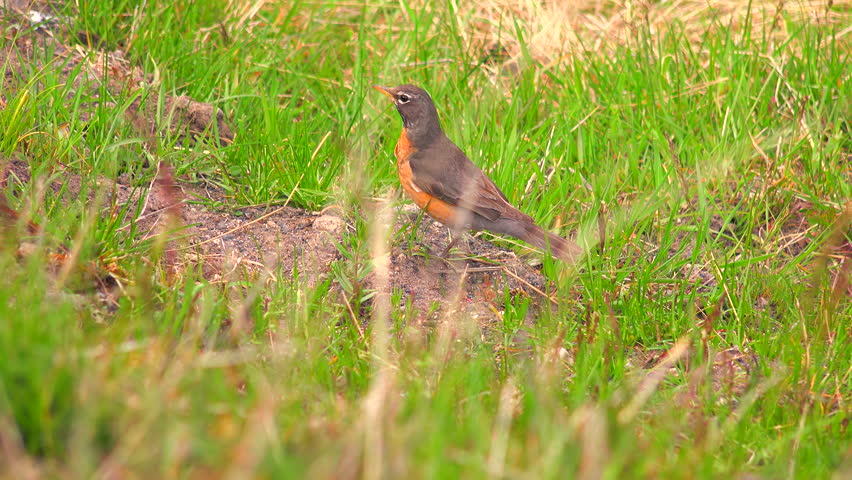 Yellowstone National Park. Wyoming. Bird. USA.
