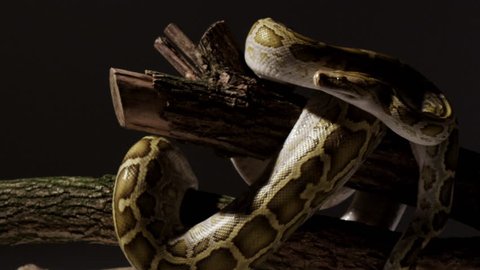Amazing Snake Dolly Shot 4k