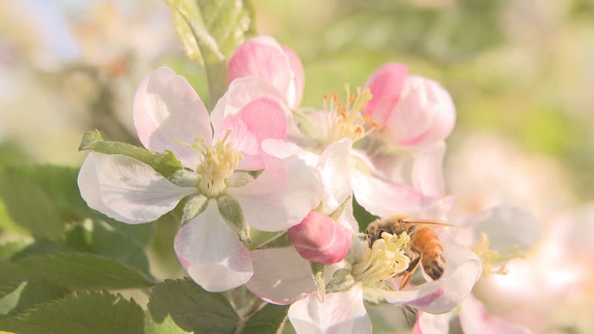 A bee at work pollinating apple blossoms