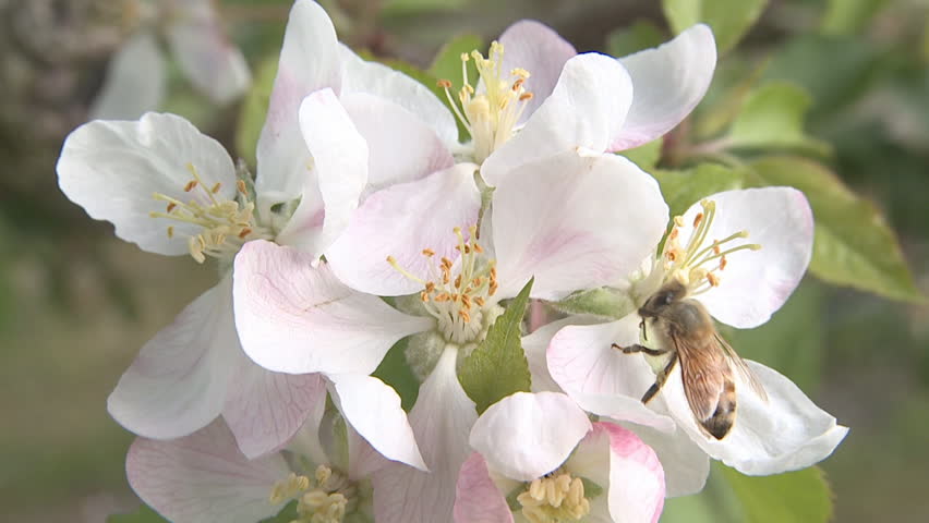 A bee at work pollinating apple blossoms