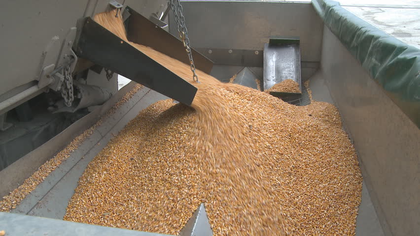 close up view of corn as it is about to be brought from a truck into a hopper