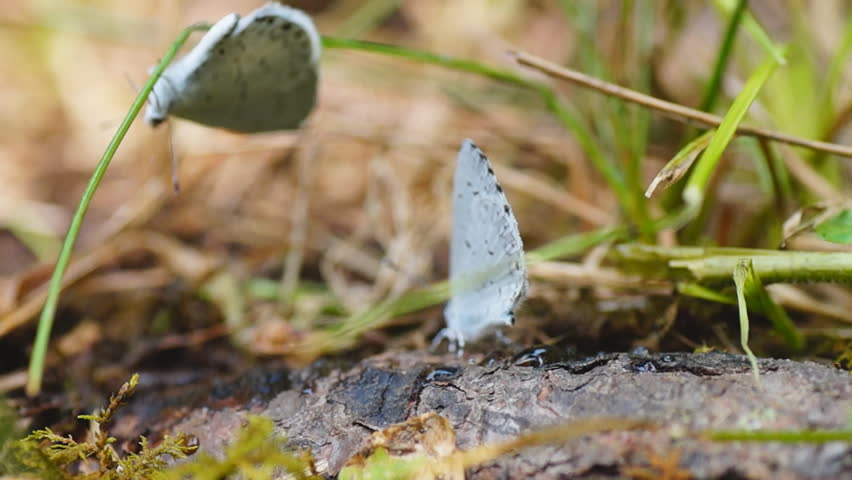 Blue butterflies mating in Georgia