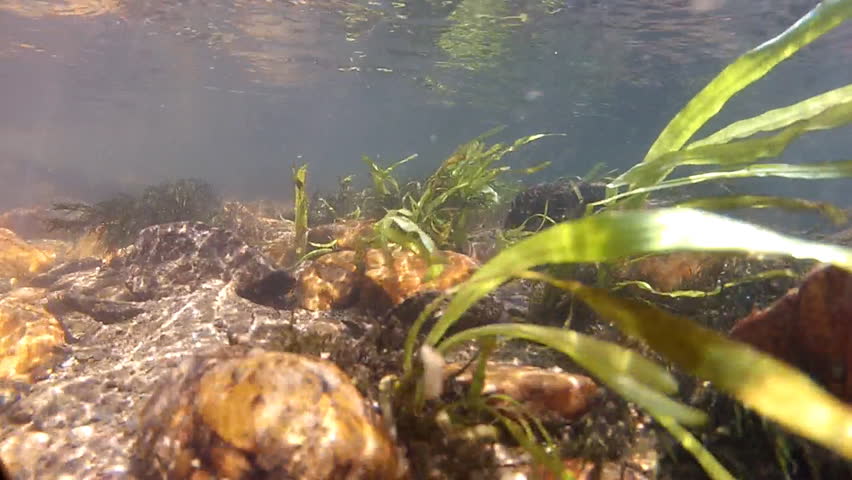 Underwater Mountain Stream